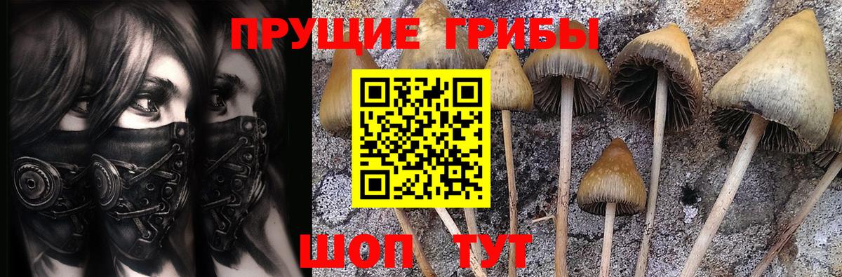 Псилоцибиновые грибы Psilocybe  Вход с VPN  Лесной 
